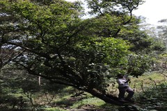 Vernonia travancorica